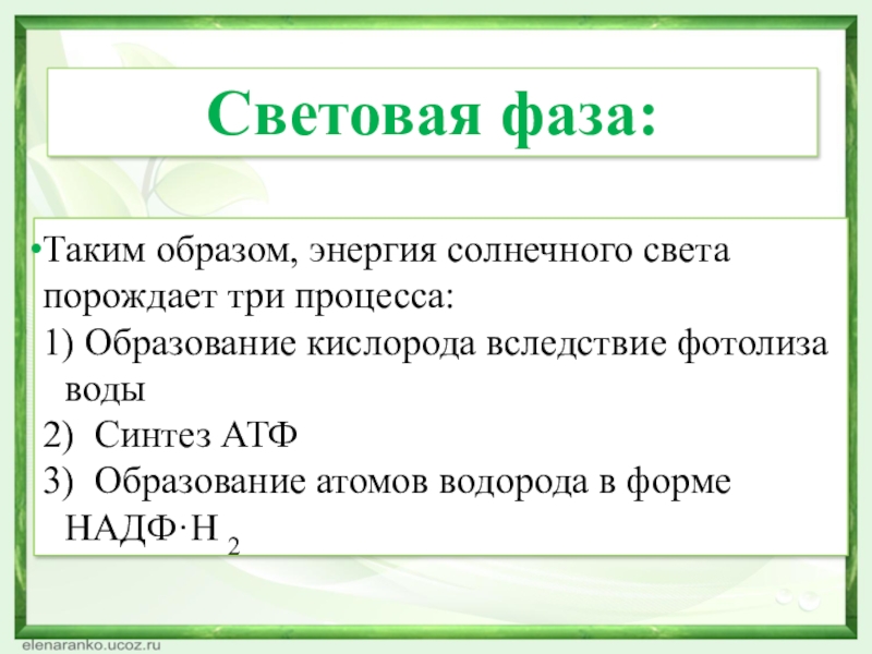 Таким образом, энергия солнечного света порождает три процесса: 1) Образование кислорода вследствие фотолиза воды2) Синтез АТФ3) Образование