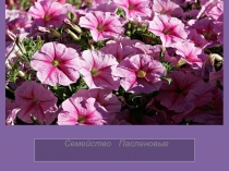 Основные представители пасленовых