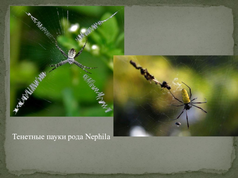 Тенетные пауки рода Nephila