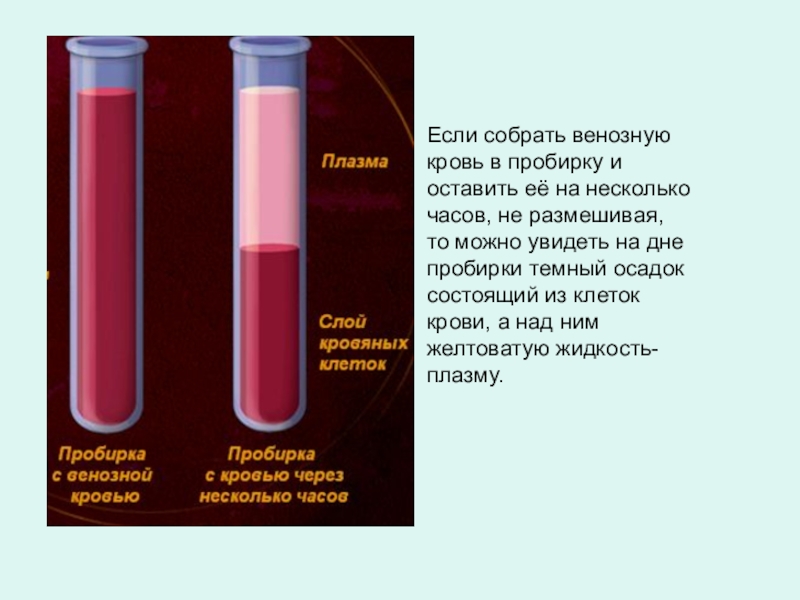 Плазма крови картинки для презентации