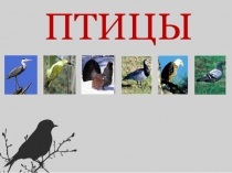 Презентация Птицы 7 класс