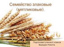 Презентация по биологии Семейство злаковые (мятликовые)