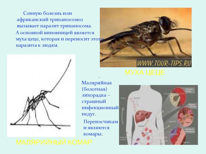 Малярийная муха. Трипаносомоз Муха ЦЕЦЕ. Муха ЦЕЦЕ болезнь трипаносомоз. Сонная болезнь Муха ЦЕЦЕ. Африканская Сонная болезнь Муха ЦЕЦЕ.