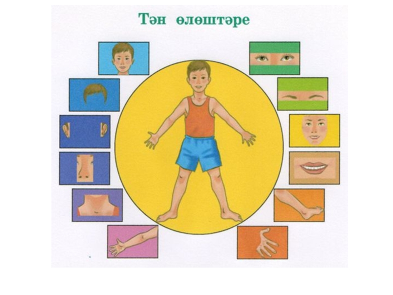 Конспект урока мальчики. Части тела.тән өлөштәре. Кеше части тела человека на татарском.