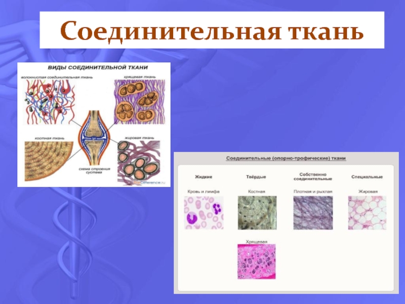 Проект ткани человека