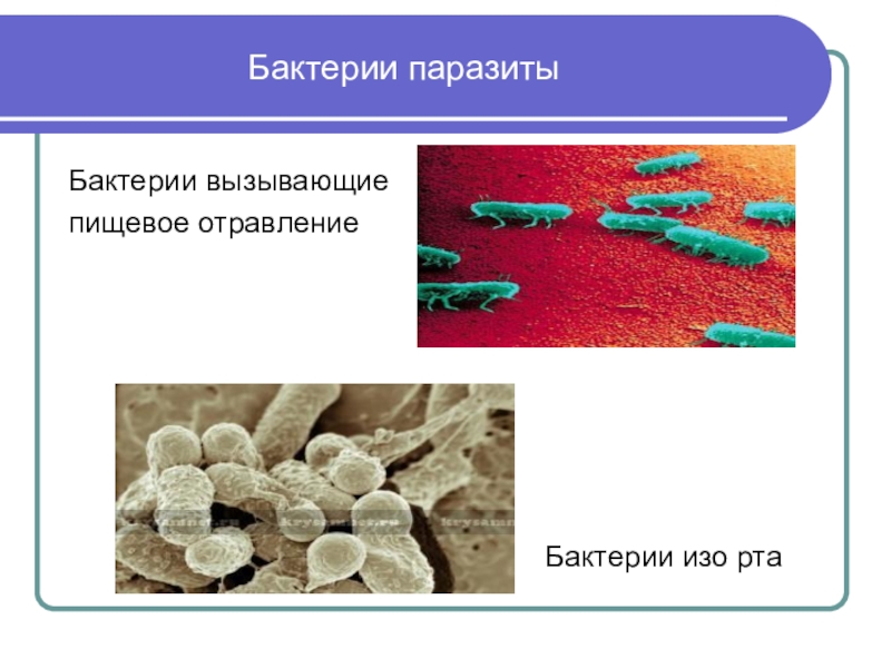 Среда обитания бактерий паразитов. Паразитические болезнетворные бактерии. Бактерии вызываемые бактериями паразитами.