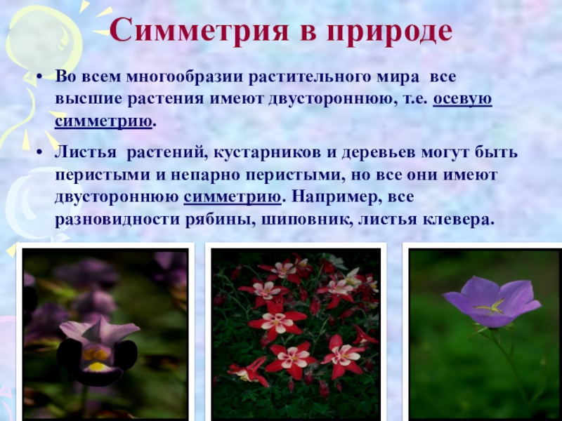 Живая природа и симметрия проект