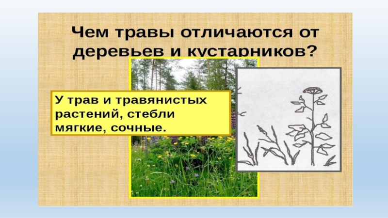 Какие бывают растения 2 класс технологическая карта. Какие бывают деревья кустарники травянистые растения. Презентация какие растения бывают 2 класс 21 век. Картинки газета созданная детьми 2 класса какие бывают растения. Окружающий мир 2 класс 2 класс какие в Анапе бывают травы.