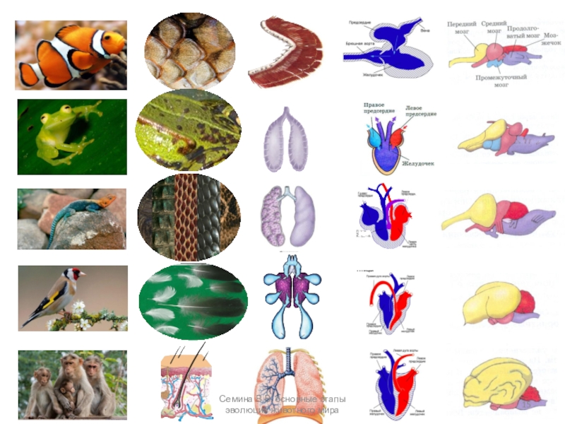 Презентация этапы эволюции животного мира 7 класс презентация
