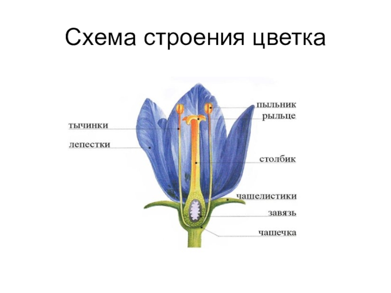 Презентация по биологии 6 класс строение цветка