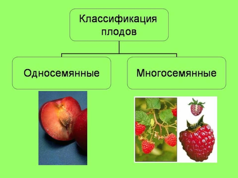 Презентация по биологии 6 класс типы плодов