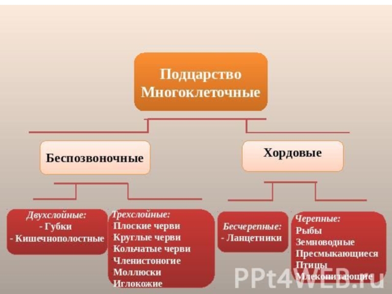 Типы трехслойных животных