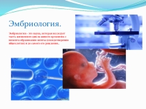 Презентация по биологии на тему Эмбриология