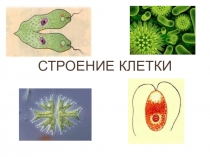 Презентация по биологии на тему Строение клетки (10 класс)