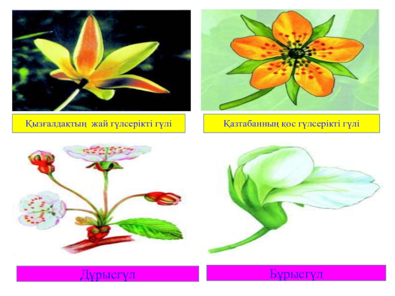 Гүлдің құрылысы презентация