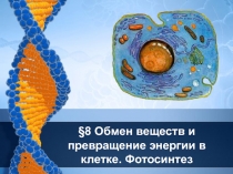 Презентация по биологии на тему Фотосинтез (9 класс)