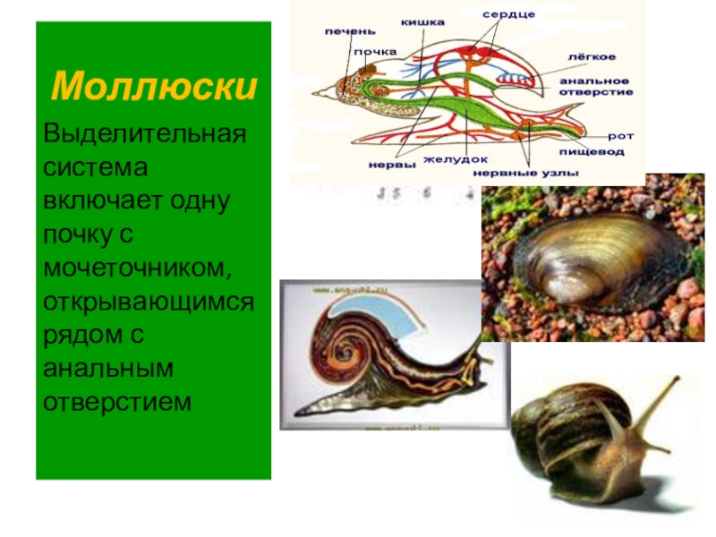 Эволюция выделительной системы презентация