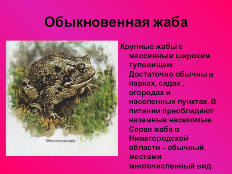 сообщение обыкновенная жаба. описание жабы обыкновенной. обыкновенная квакша тип развития. серая жаба среда обитания. жаба серая приспособление к среде обитания.