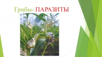 Презентация по биологии на тему грибы - паразиты 5 класс