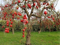 Презентация по литературе на тему Жылу Фариза Оңғарсынова