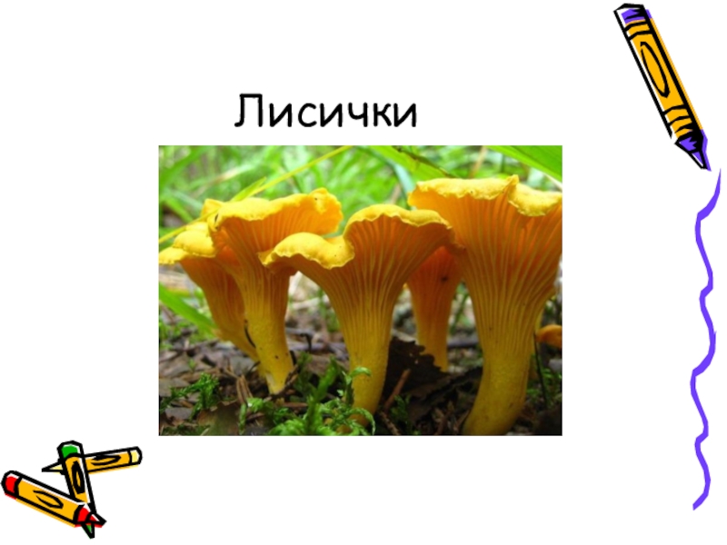 Класс лисички