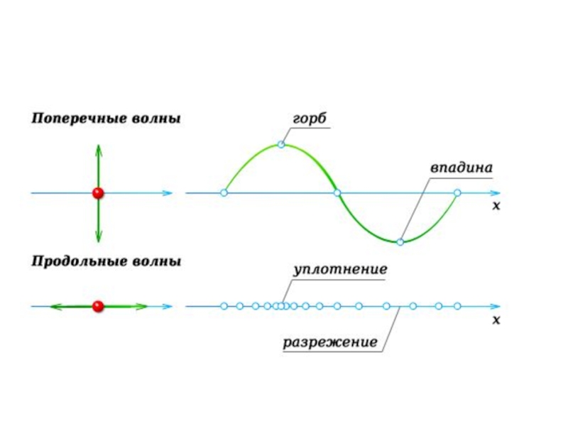 Продольные и поперечные волны картинки
