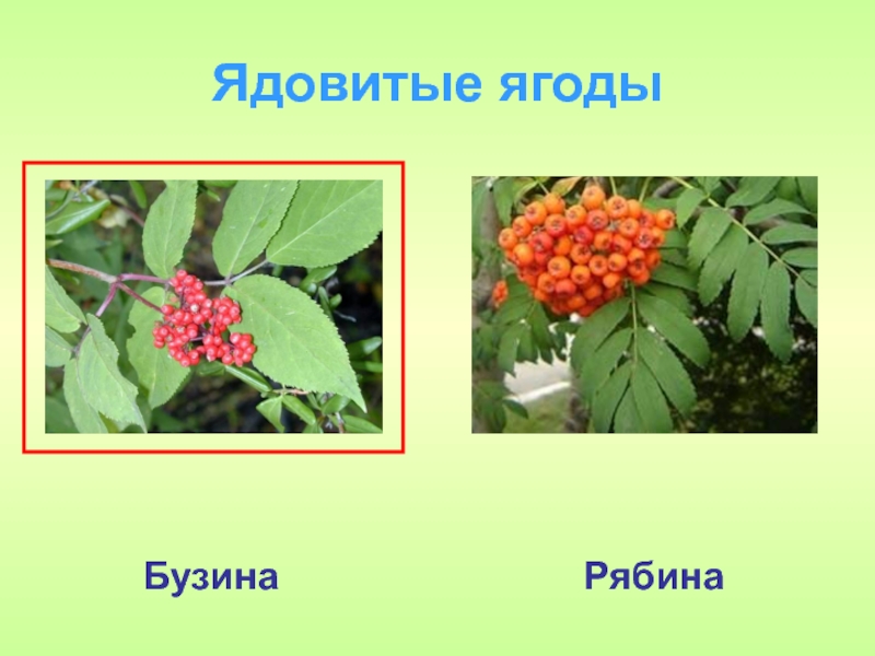 Лесные опасности 2 класс окружающий мир презентация. Ядовитые Лесные ягоды. Ядовитые ягоды России. Несъедобные ягоды. Несъедобные Лесные ягоды.