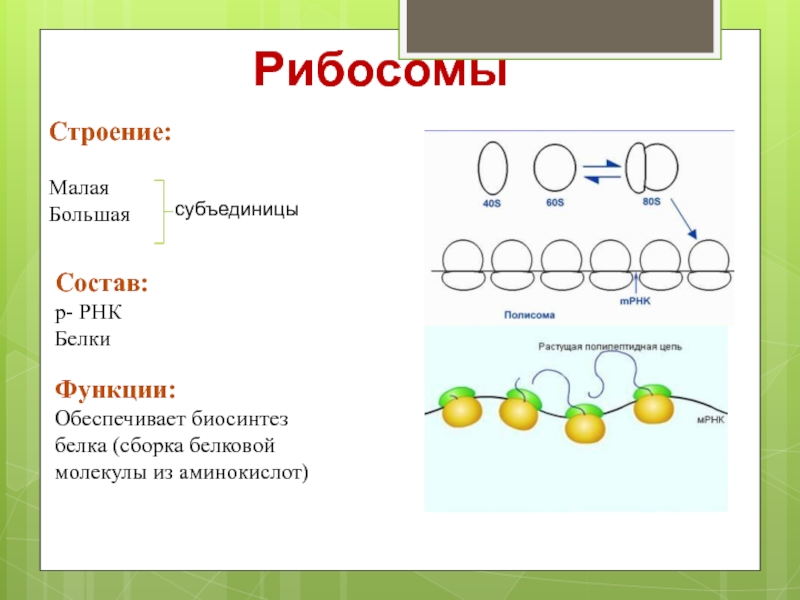 4 рибосомы синтез белка. Рибосомы структура строение и функции. Строение большой субъединицы рибосомы. Строение клетки рибосомы строение и функции. Строение рибосомы клетки и его функции.