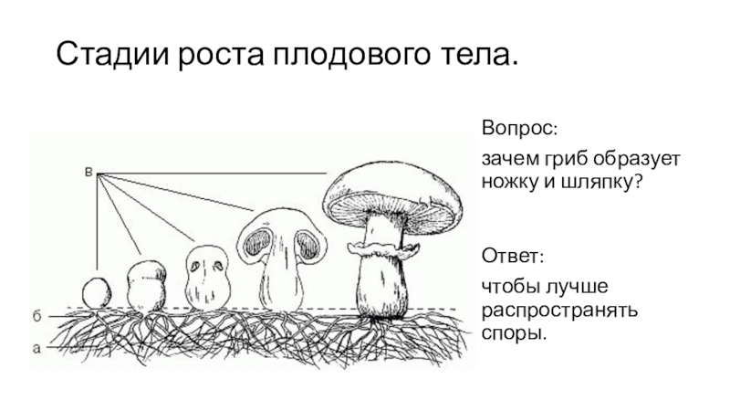 На рисунке изображен гриб. Грибы для детей плодовое тело грибница. Схема роста грибницы. Строение плодового тела гриба. Рост плодового тела гриба.