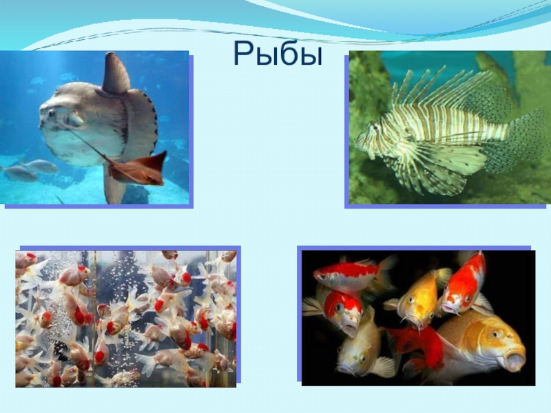 Презентация окружающий мир рыбы. Разнообразие животных 3 класс окружающий мир рыбы. Разнообразие животных 3 класс окружающий мир. Домашние животные рыбы окружающий мир 3 класс. Признаки животных 3 класс окружающий мир.
