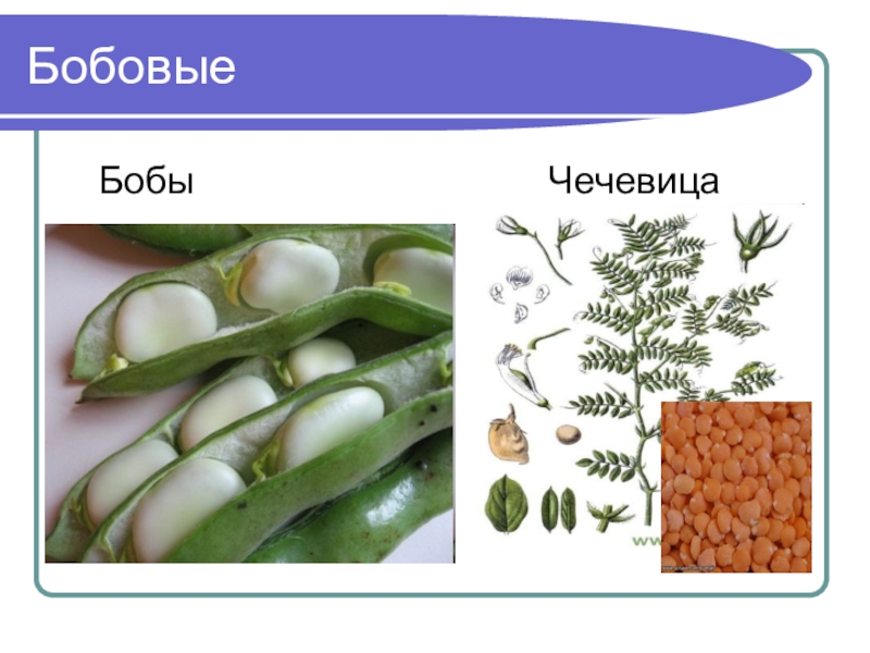 Пищевые бобовые растения 7 класс 8 вид презентация