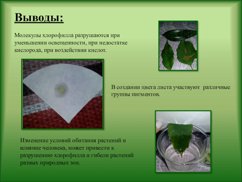 Растительный пигмент хлорофилл. Выделение хлорофилла из листьев растений. Опыт вытяжка хлорофилла из листьев. Разрушение хлорофилла в листьях. Эксперимент с хлорофиллом.