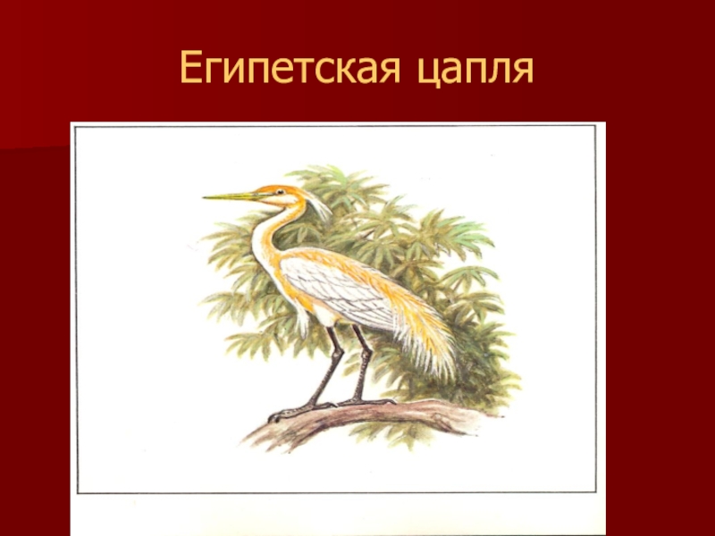 Красная книга калмыкии рисунок