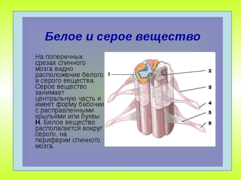 Белое вещество. Серое вещество. Морфологические элементы серого и белого вещества. Серое вещество спинного мозга состоит. Функции серого и белого вещества спинного мозга.