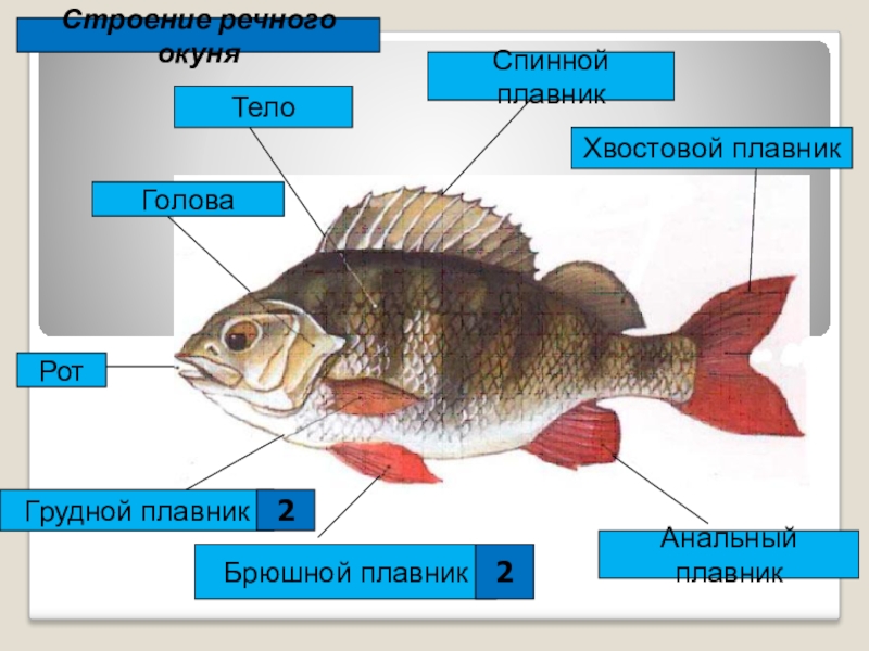 Внешнее строение рыбы рисунок