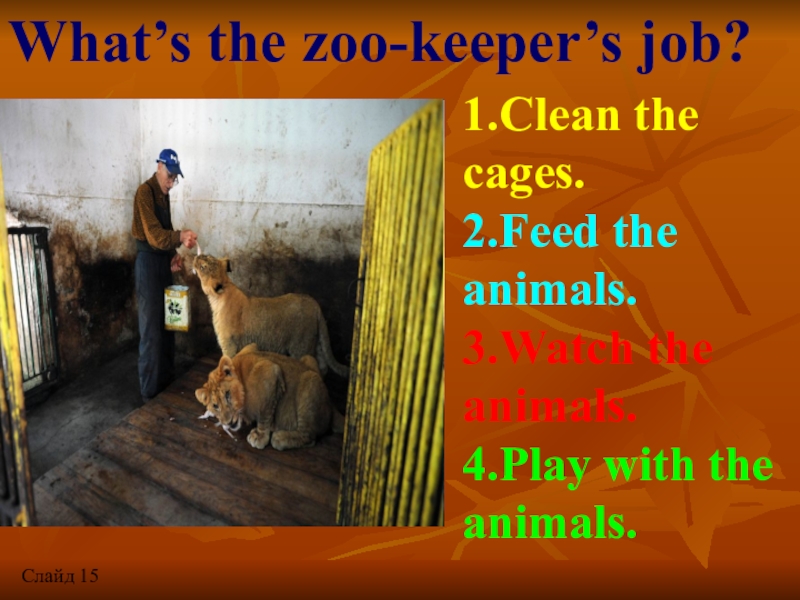 What’s the zoo-keeper’s job?1.Clean the cages.2.Feed the animals.3.Watch the animals.4.Play with the animals.Слайд 15