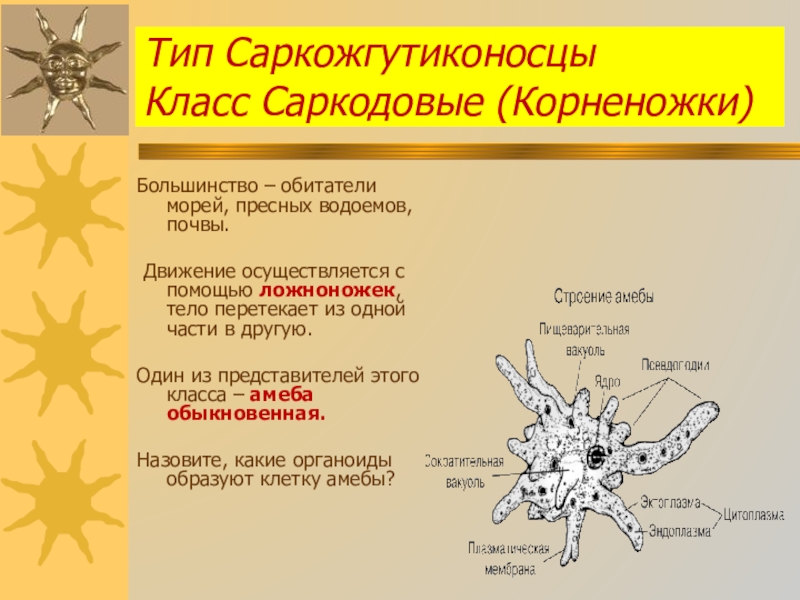 Каких животных объединяют в группу корненожки составьте план ответа