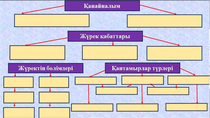 Жүрек құрылысы презентация