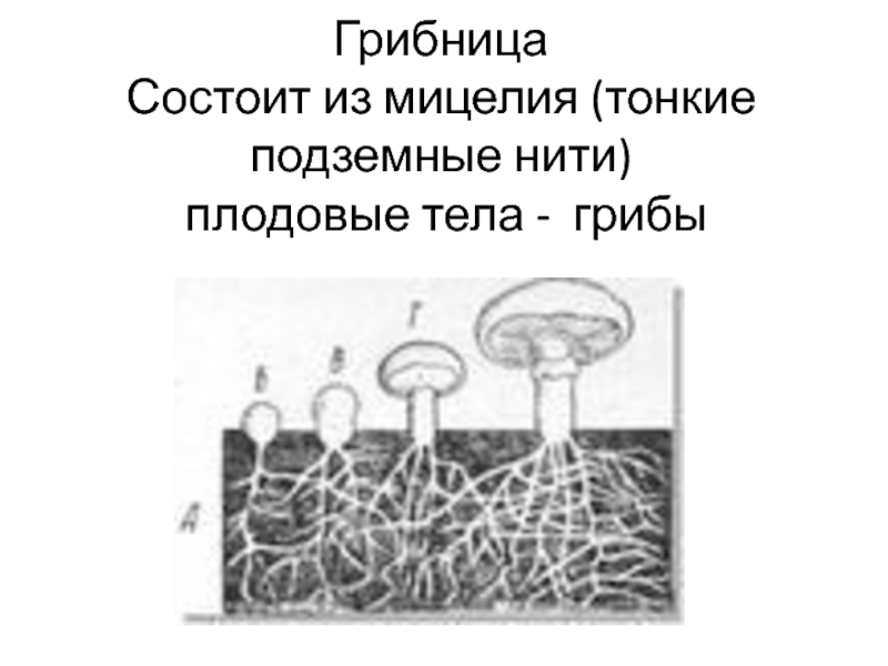 Грибница состоит из нитей гиф