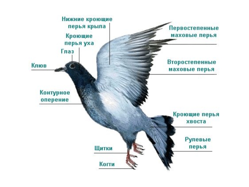 Проект по биологии птицы