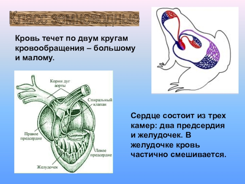 Схема кровообращения амфибий