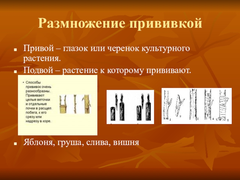 Вегетативное размножение проект 6 класс