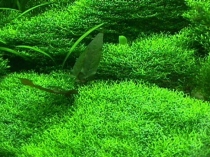 Презентация по биологии на тему:Лишайник (5класс)