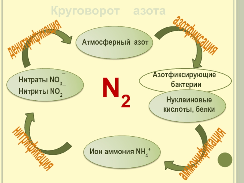 Презентация про азот