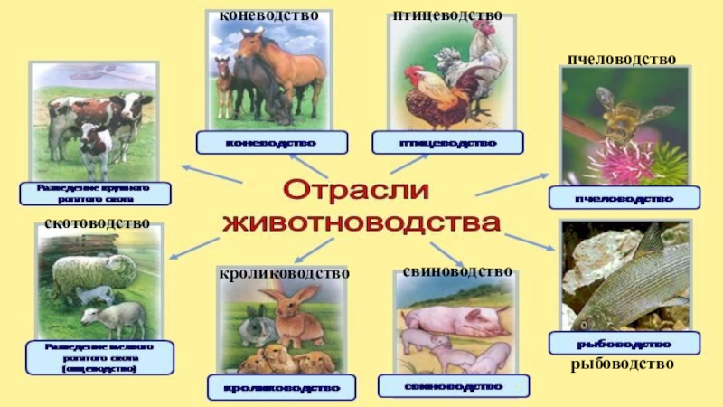 4 класс окружающий мир животноводство в нашем крае презентация школа россии