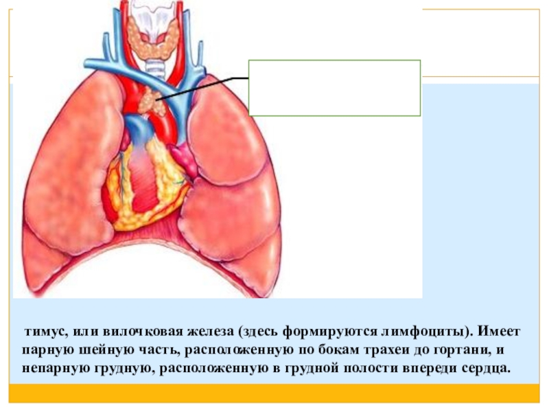 Презентация на тему тимус