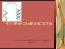 Презентация по биологии Нуклеиновые кислоты
