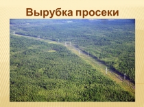 Презентация по специальности Монтаж и эксплуатация линий электропередачи Вырубка просеки