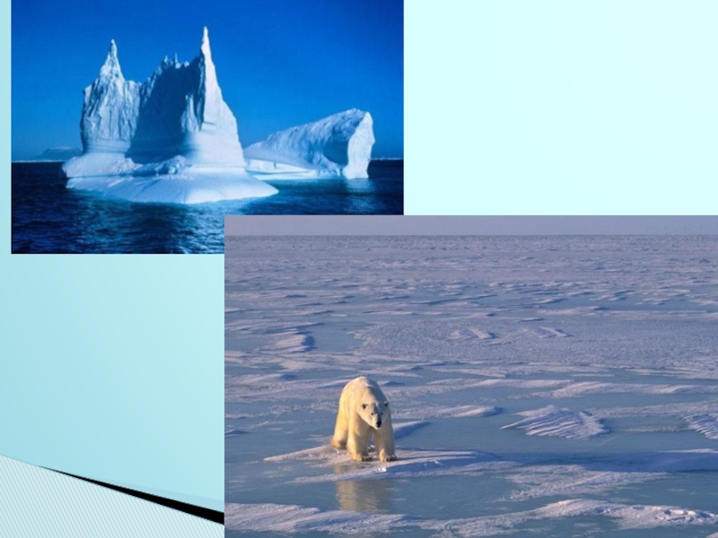Океан северного ледовитого презентация. Северный Ледовитый. Северный Ледовитый океан слайд. Северный Ледовитый океан для детей. Животные Северного Ледовитого океана.