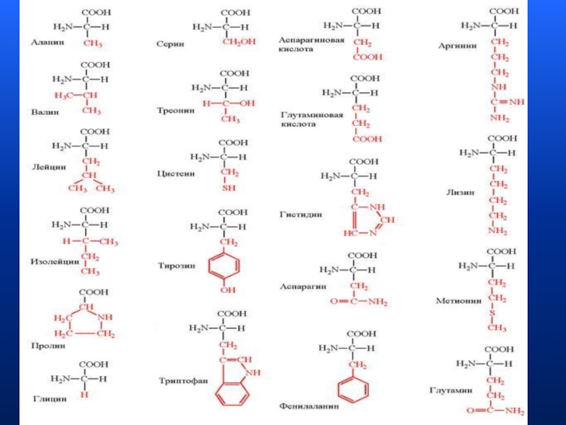 Аминокислоты формула соединения. Формулы 20 аминокислот таблица. 20 Аминокислот формулы. 20 Аминокислот формулы и названия таблица биохимия. Формулы аминокислот таблица биохимия.